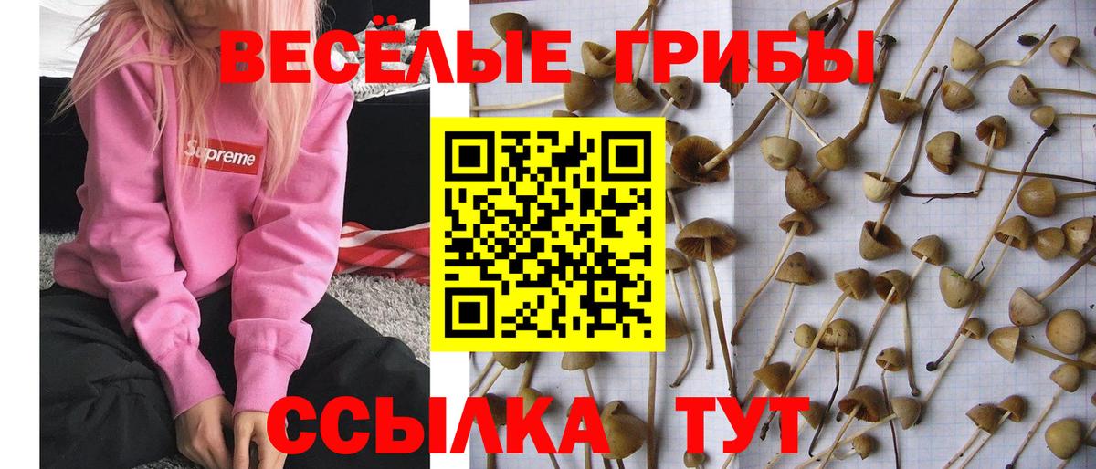 Галлюциногенные грибы Psilocybe  Вход с VPN  Симферополь 